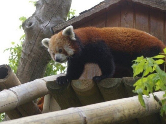 TOUROPARC ADULTE OU ENFANT WELOGIN