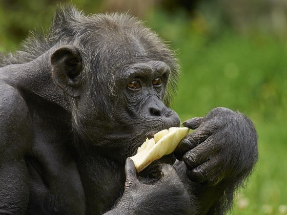 LE PAL ADULTE OU ENFANT WELOGIN