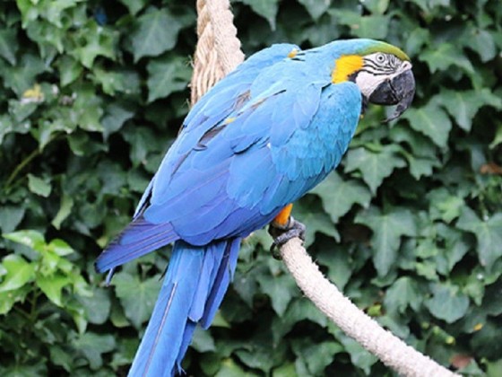 ZOO ST MARTIN DE LA PLAINE ADULTE