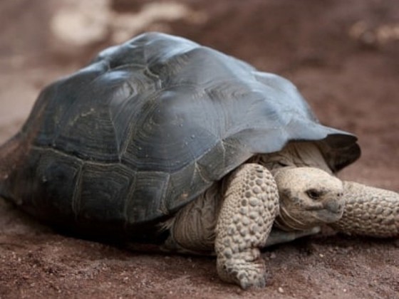 FERME AUX CROCODILES