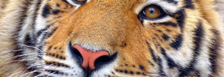 Parcs Zoologiques & Animaliers